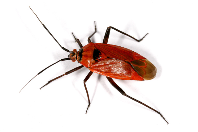 Calocoris nemoralis - Copyright Denis Bourgeois
